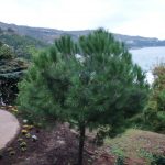 Pinus pinea er et tre