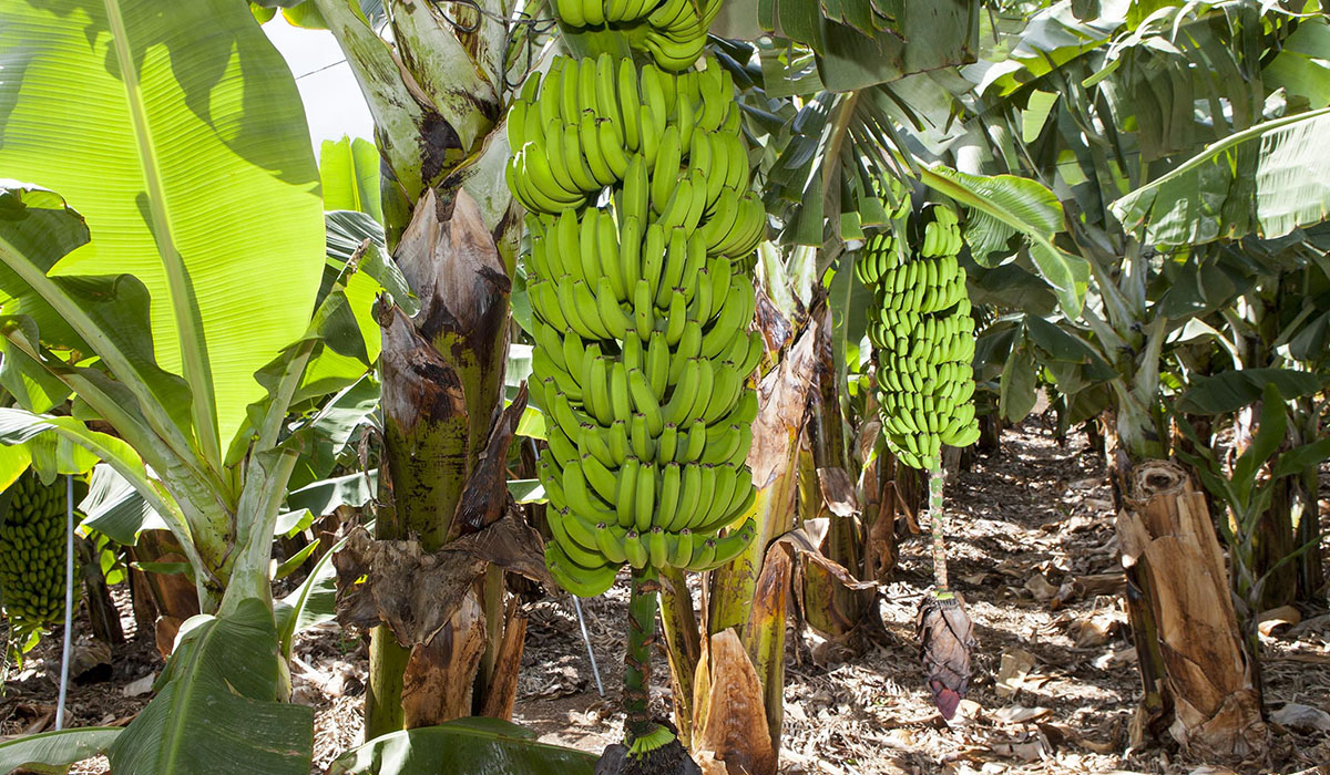 Bananer høstes om sommeren