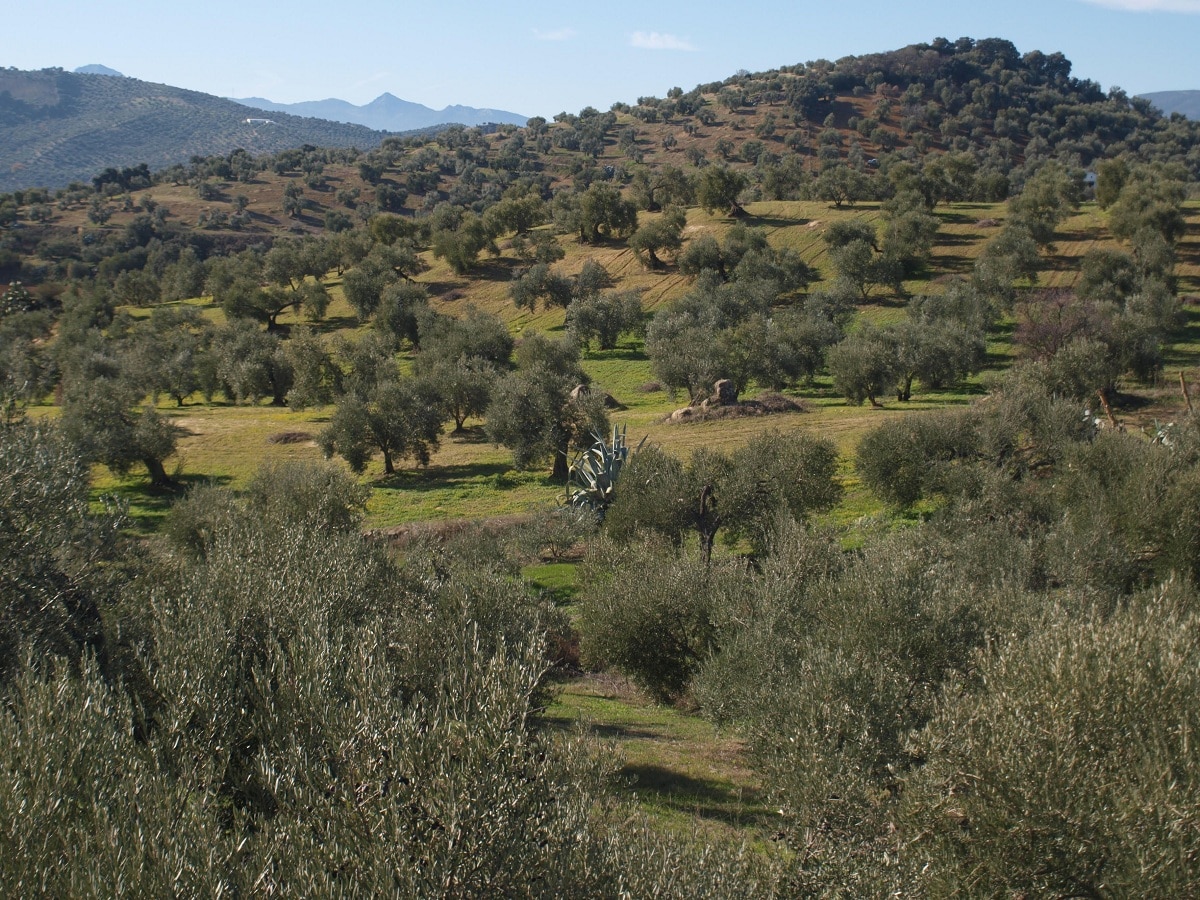 hvordan gjødsle oliventrær og når