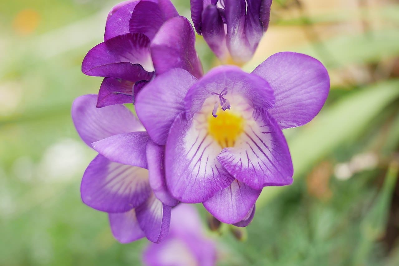 Fresiaer er pæreformede som har lilla blomster