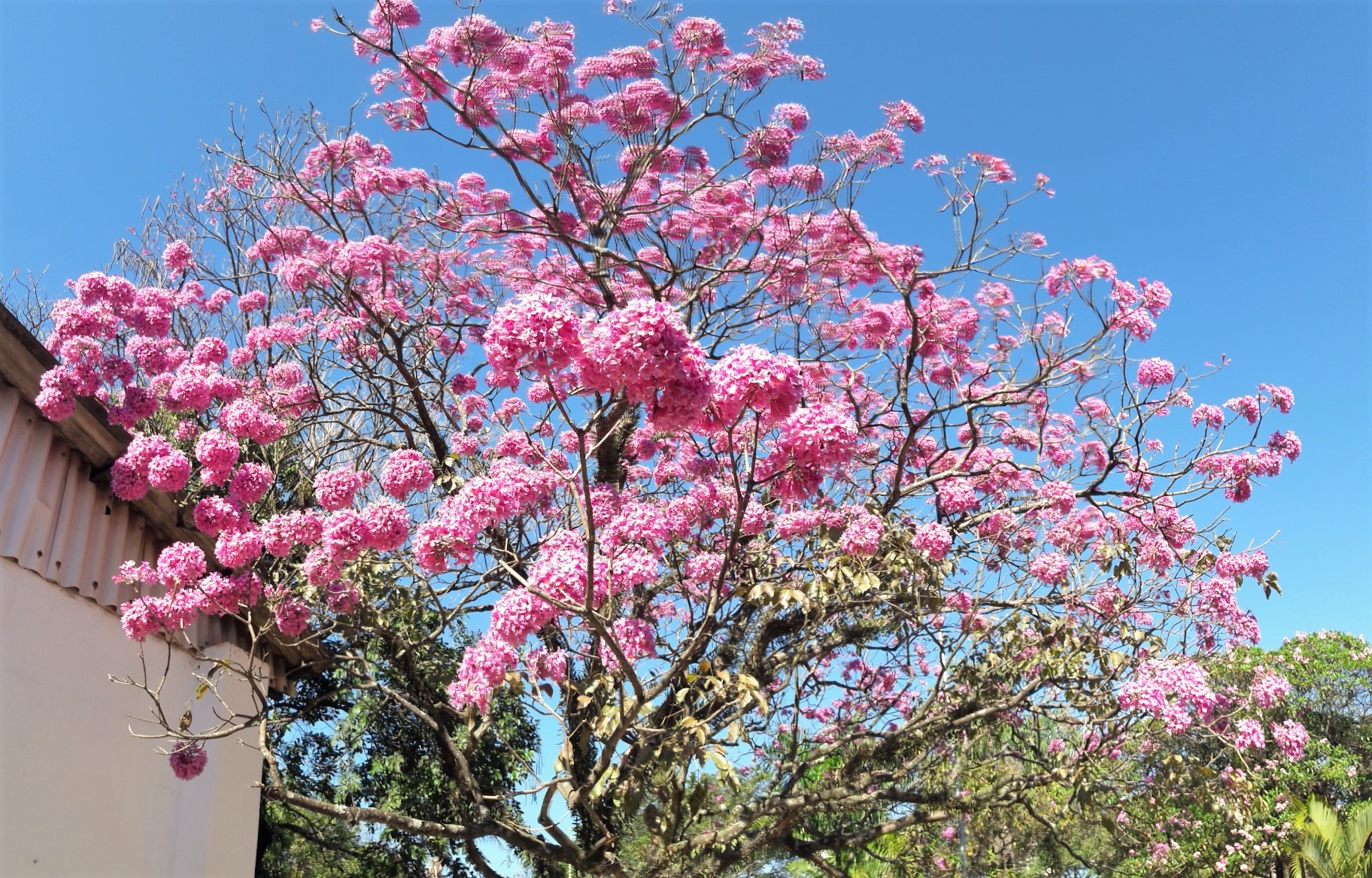 Den rosa lapacho er et tropisk tre som blomstrer om våren