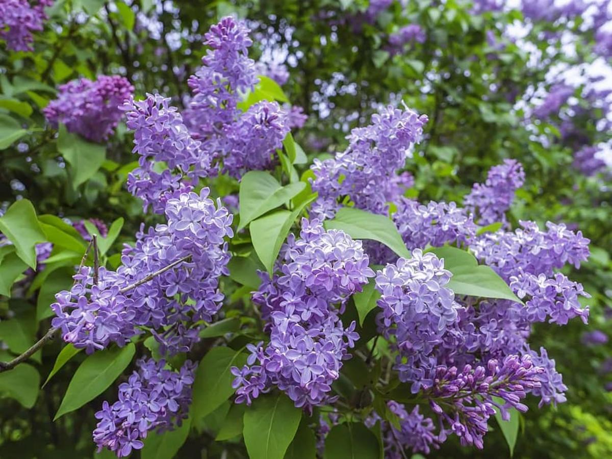 Blomstene av Syringa vulgaris er syrin