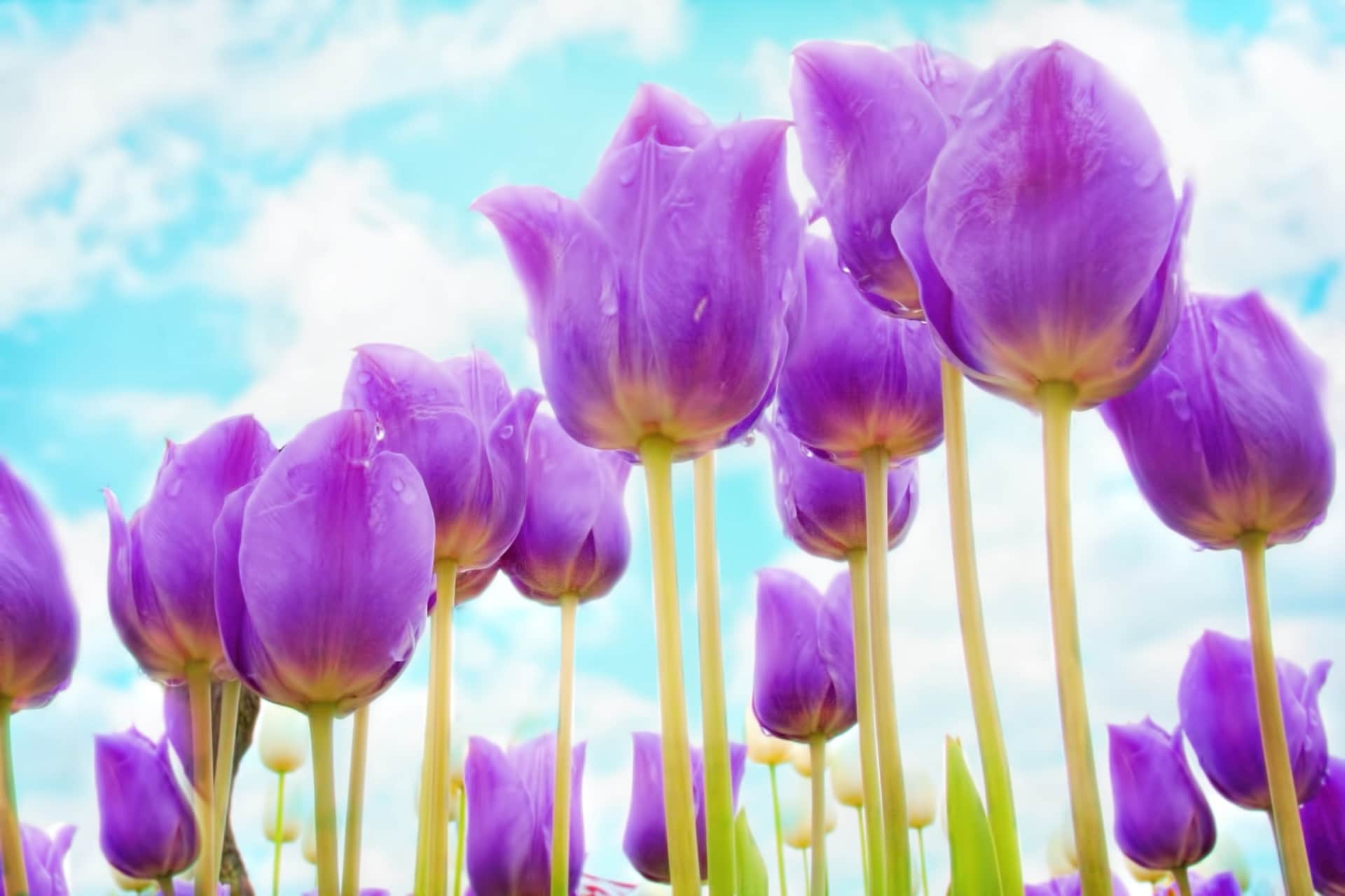 Tulipaner kan være lilla