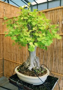 Ginkgo bonsai er lett å ta vare på
