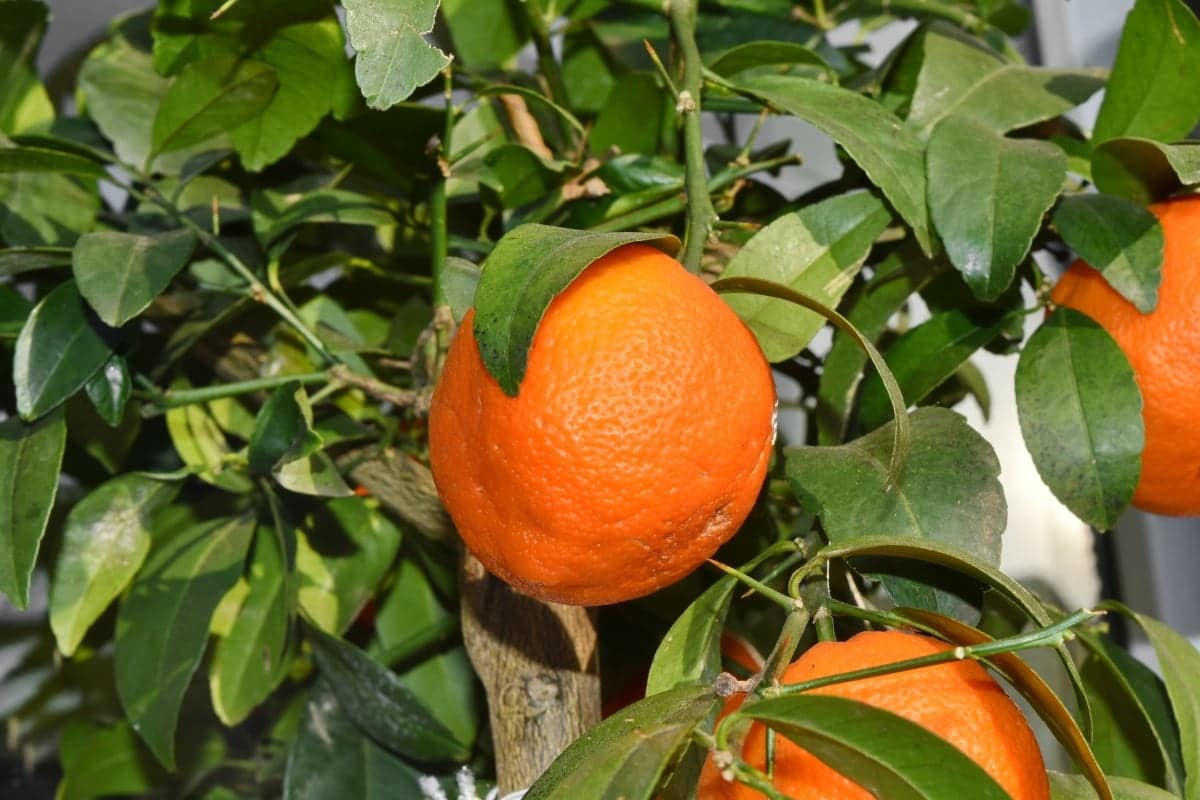 Mandarin er en liten sitrus