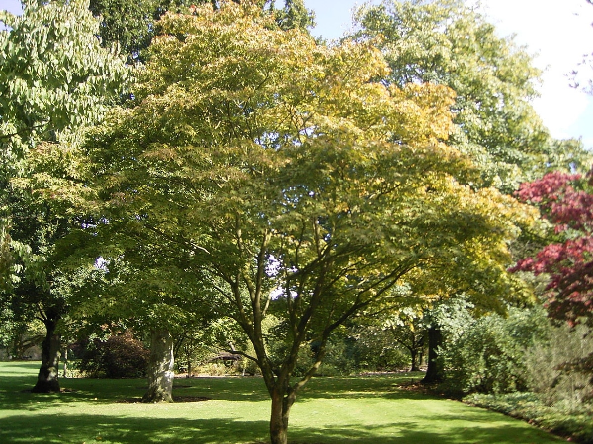 Acer palmatum Osakazuki er et lite tre