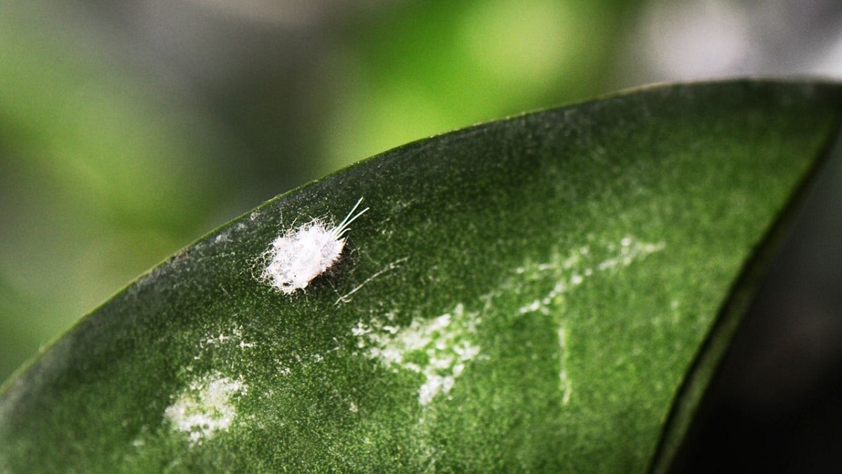 Hvordan fjerne jordbugs fra planter