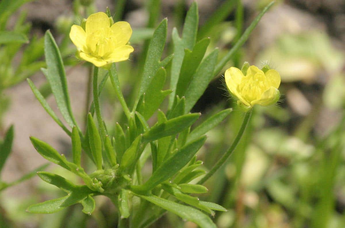 Ranunculus arvensis er en plante med gule blomster
