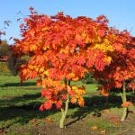Acer japonicum 'Vitifolium' om høsten