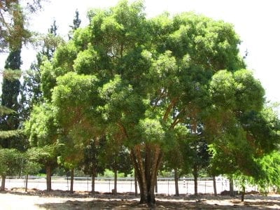Fraxinus angustifolia voksen i en hage