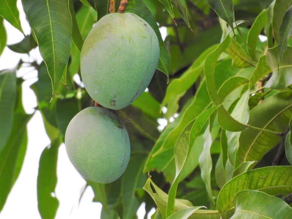når mango høstes
