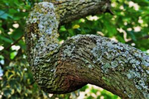 Características del árbol de Tipuana