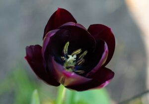 Flores Negras y el tulipán