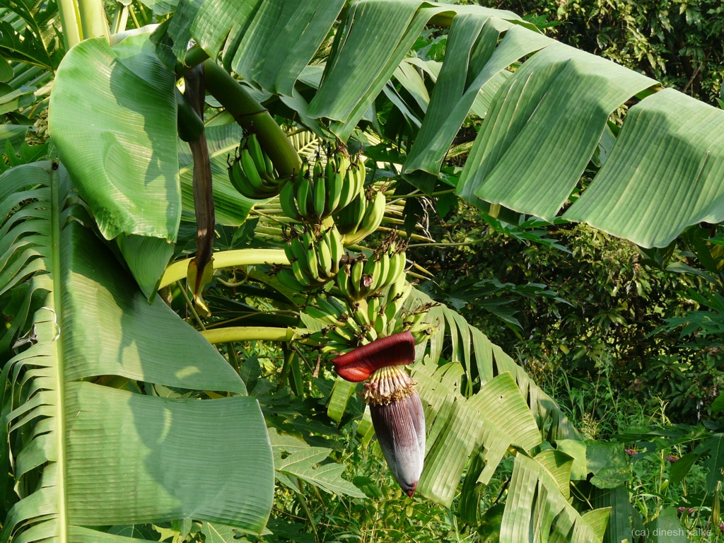 Muse paradisiaca er et vakkert banantre