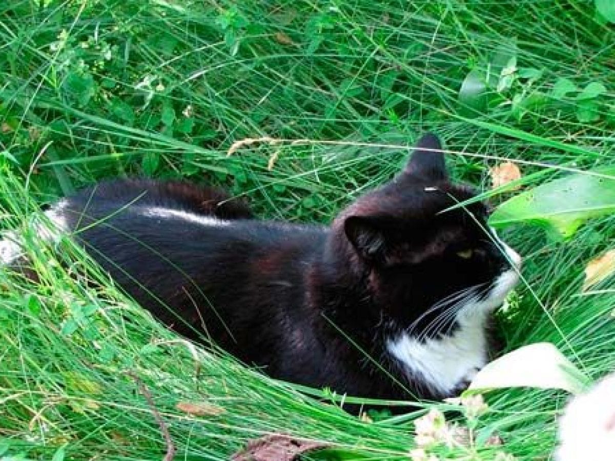 frastøtende planter for katter