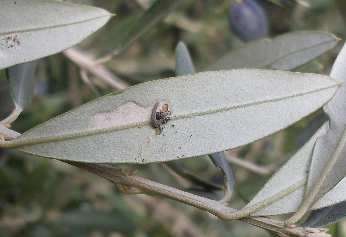 Oliven ber larven strømmer på bladene