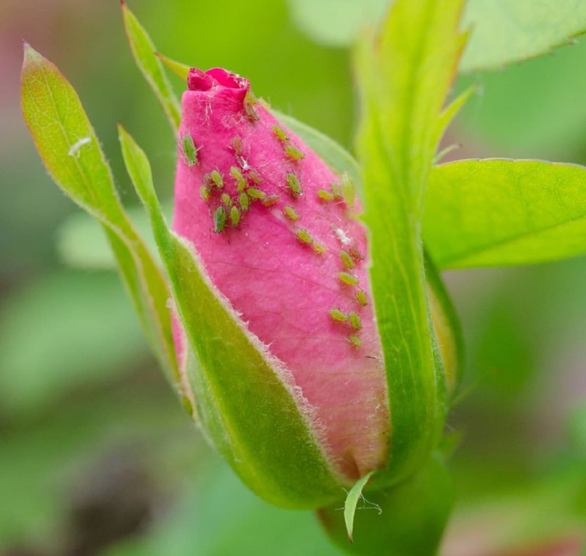 hvordan du fjerner bladlus fra roser
