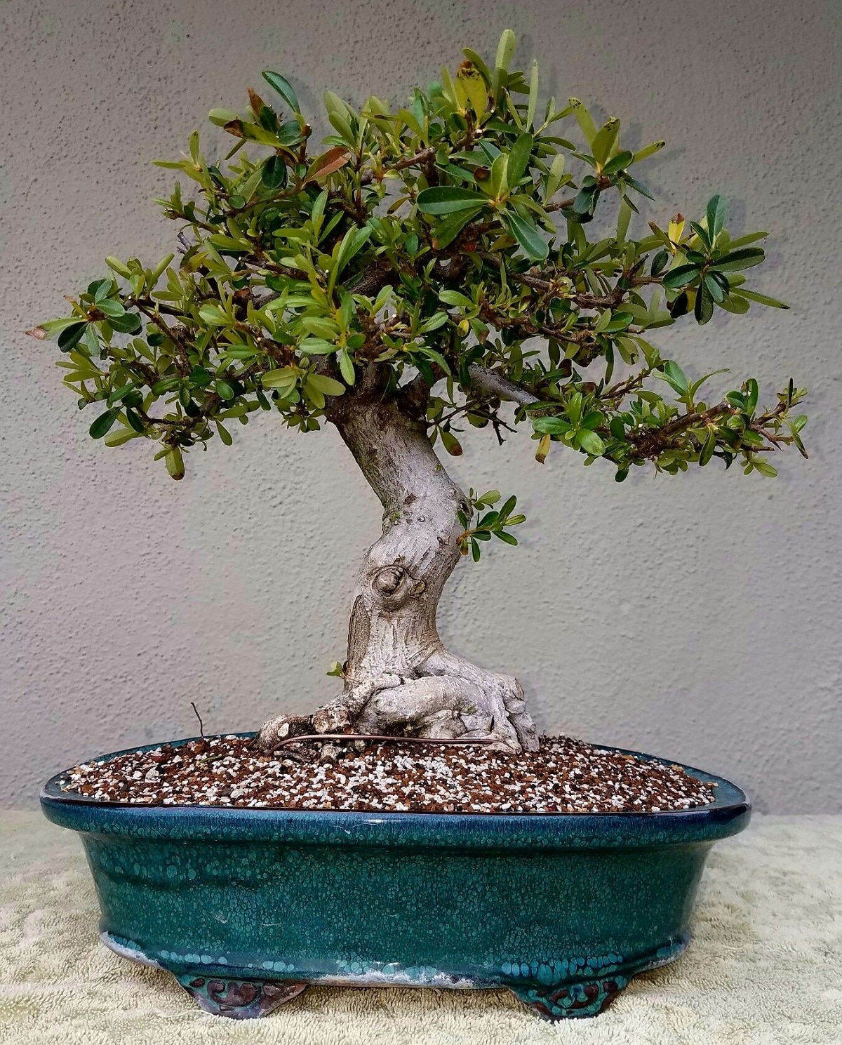 akadama bonsai