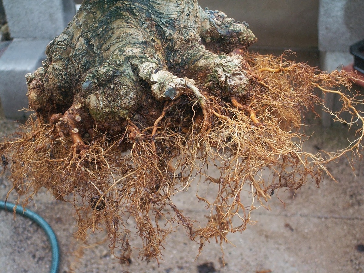 substrat for bonsai