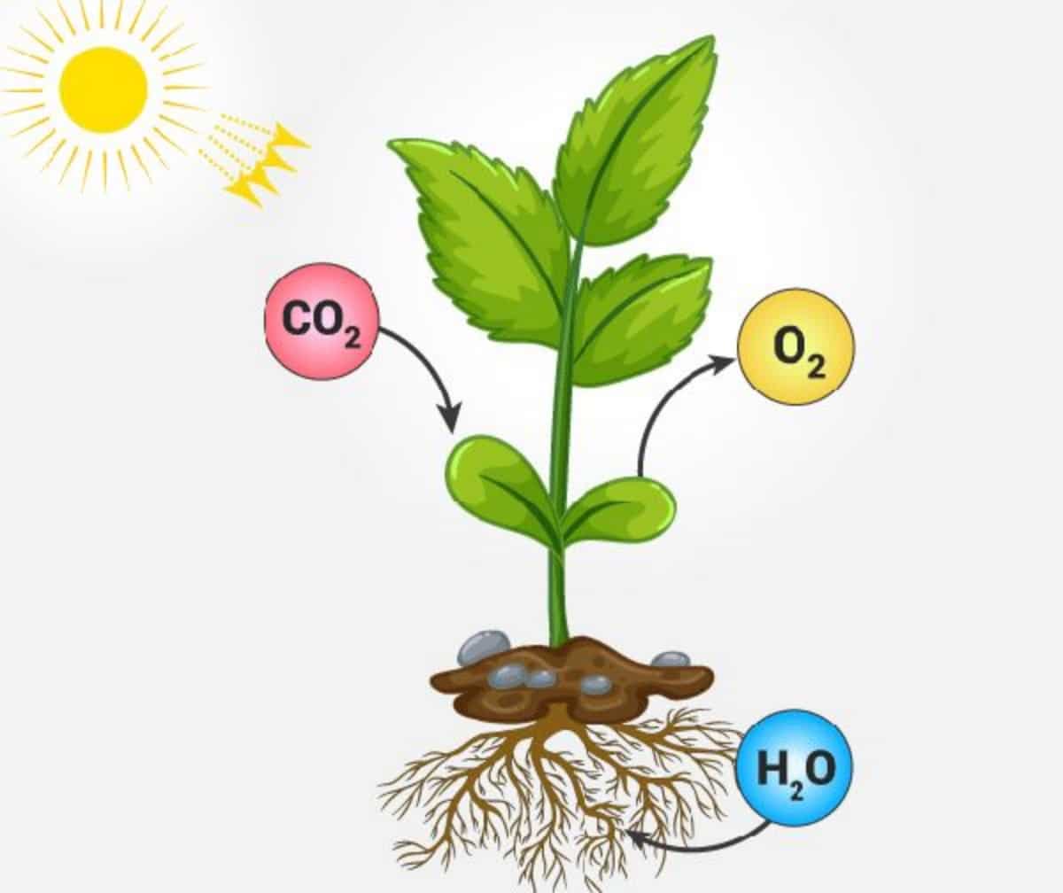 Fotosyntese er viktig for planter