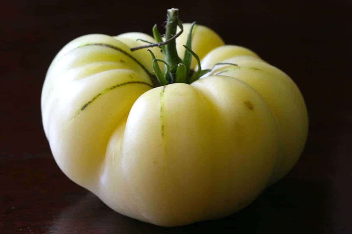 Tomat 'White Beauty', en rekke lyse tomater