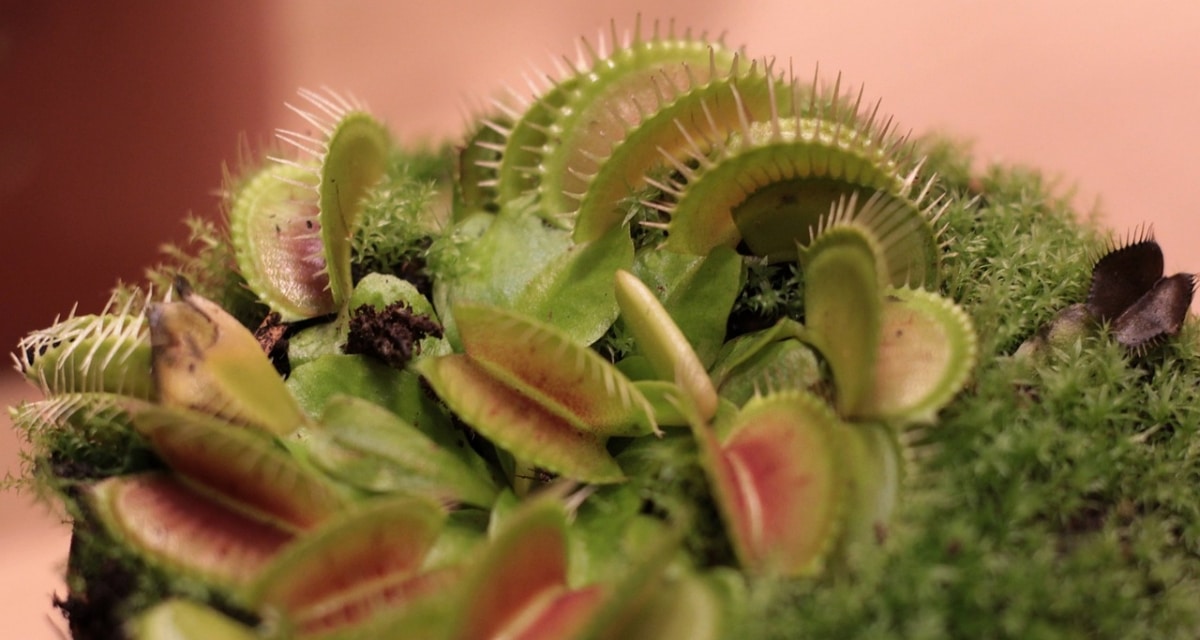 Dionaea er et kjøtteter som trenger vinter
