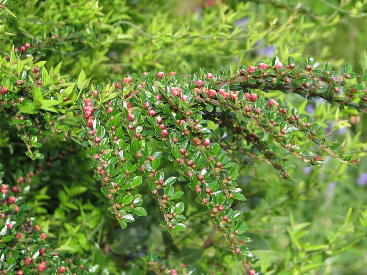 Cotoneaster er en eviggrønn busk