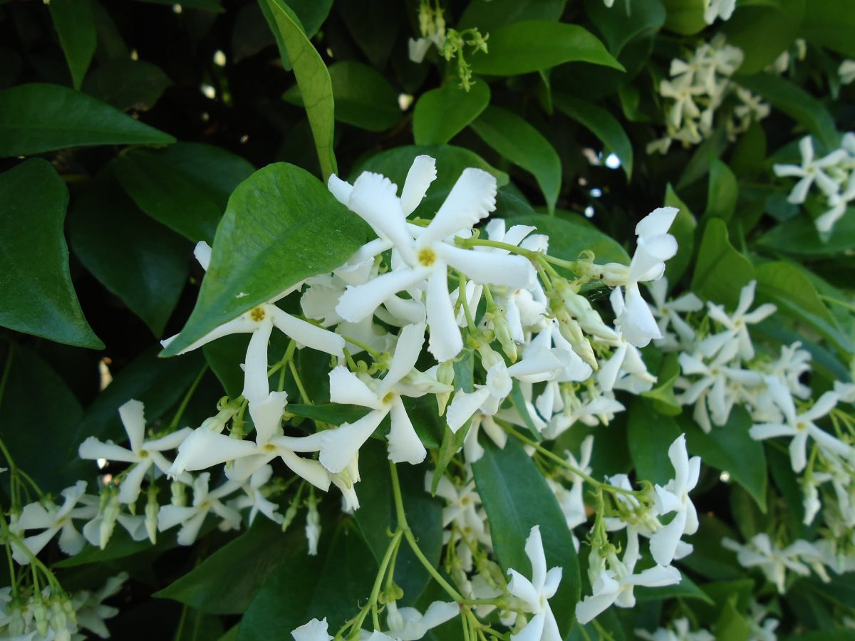 Trachelospermum jasminioides er en vinterhage plante som produserer hvite blomster
