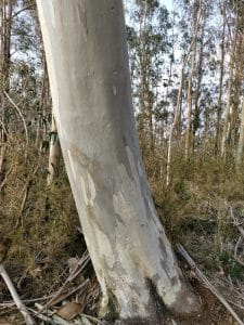 Stammen til snø-eukalyptusen er hvit