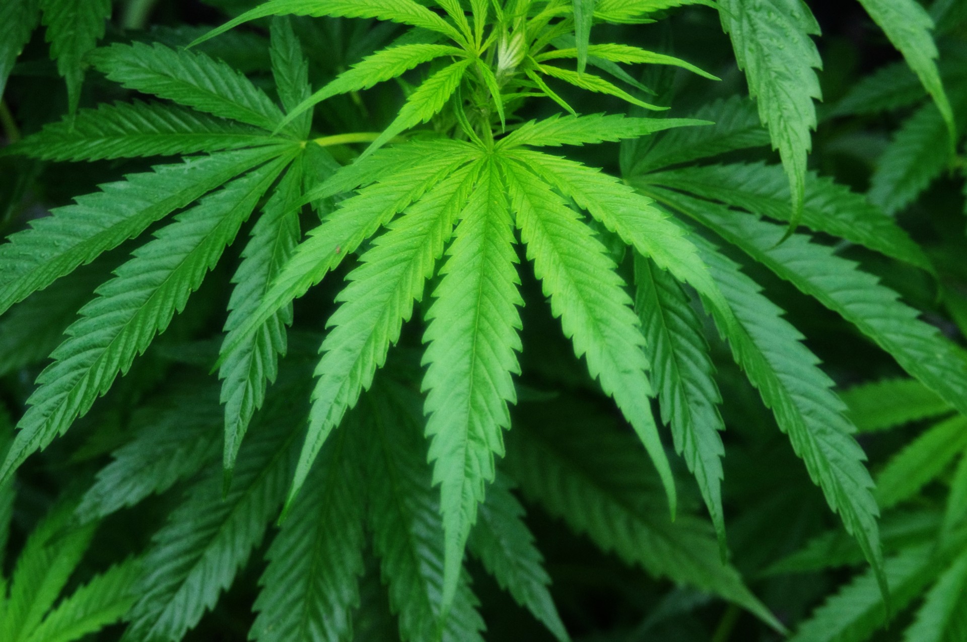 Marihuana er en årlig plante som produserer avrundede frø