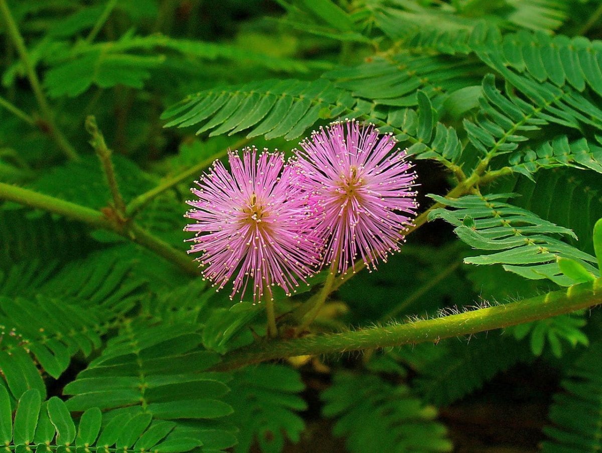 Mimosa pudica produserer blomster om våren