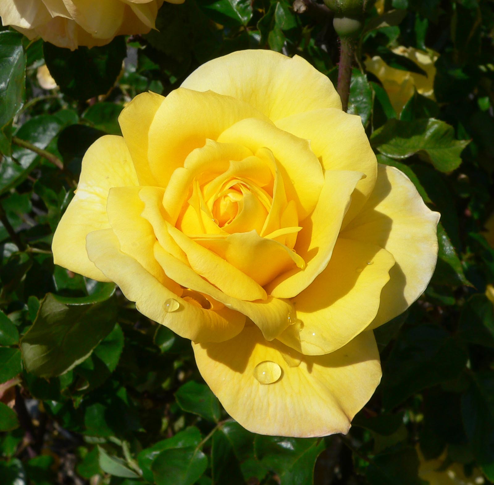 Sett rosebusk i en solrik utstilling slik at den blomstrer