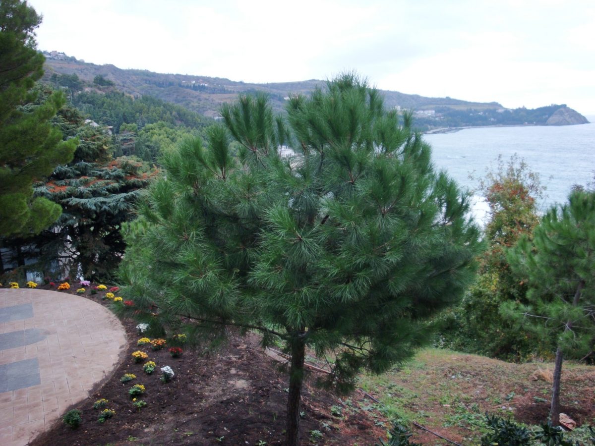 Pinus pinea er et tre