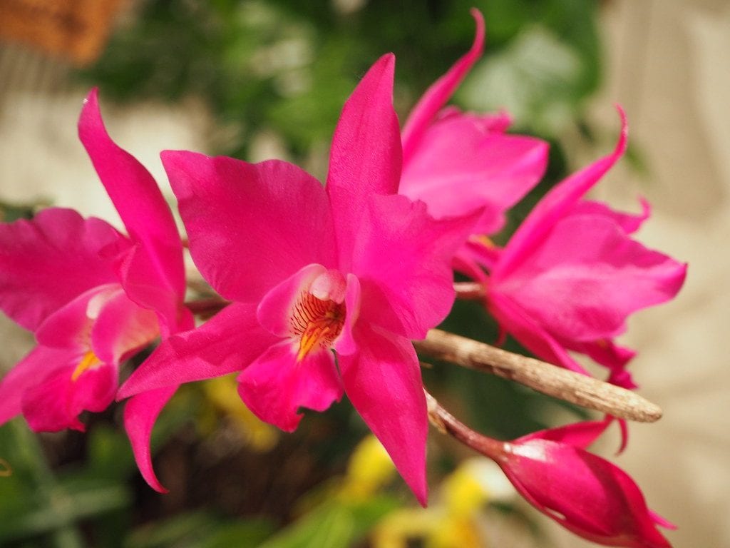 Utsikt over Laelia gouldiana orkide