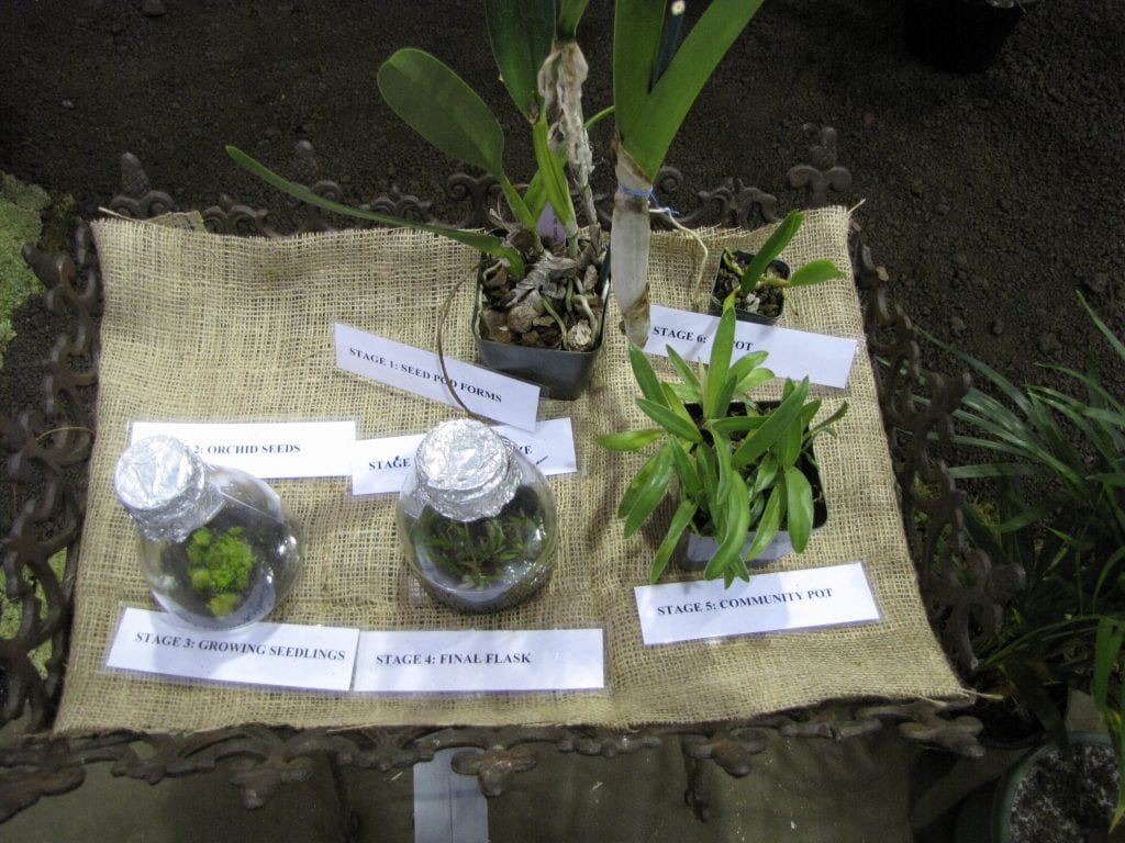 In vitro kultur av orkidefrø