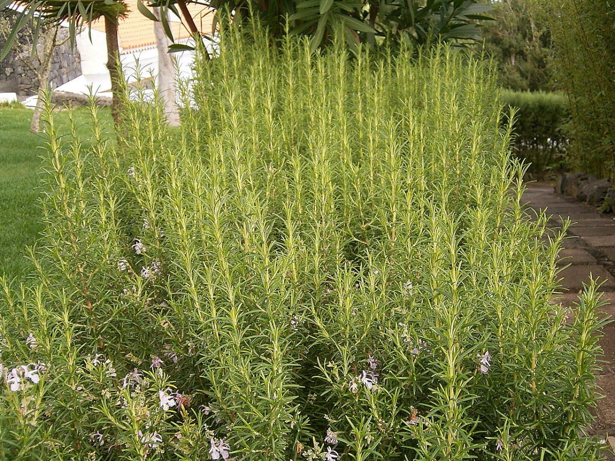 Rosmarin er en plante som motstår tørke