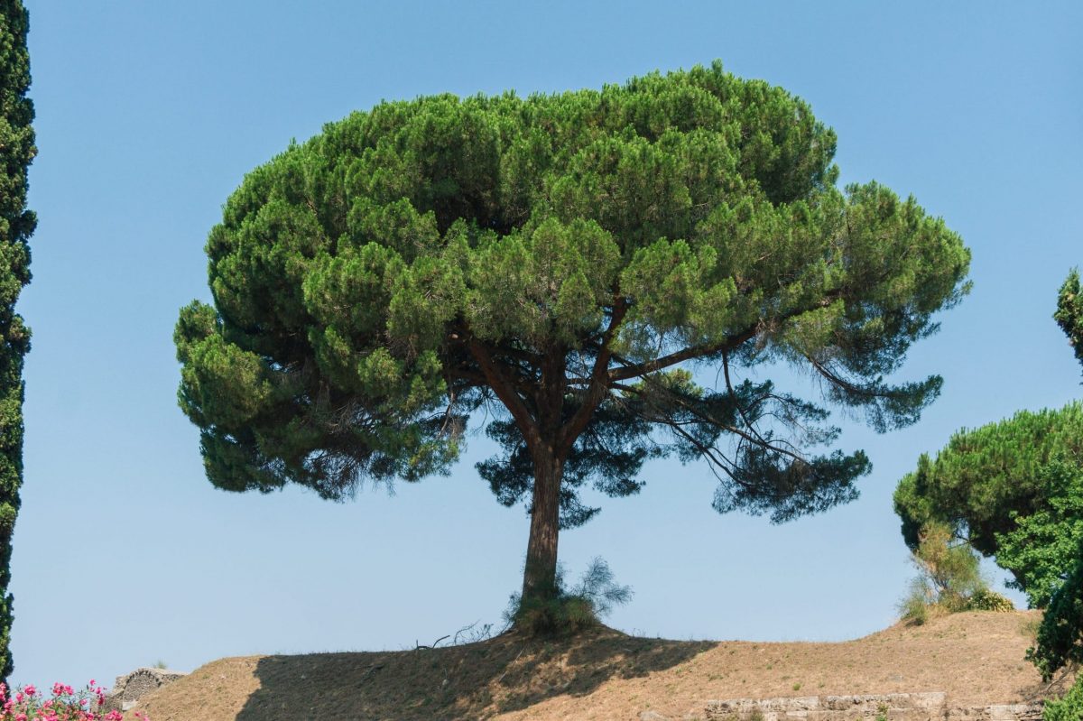 Pinus pinea, steinfuru