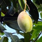 Mango bærer frukt om sommeren