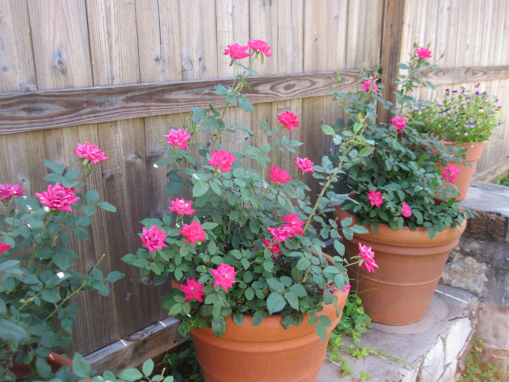 Rosenbusker kan plantes i potter om våren