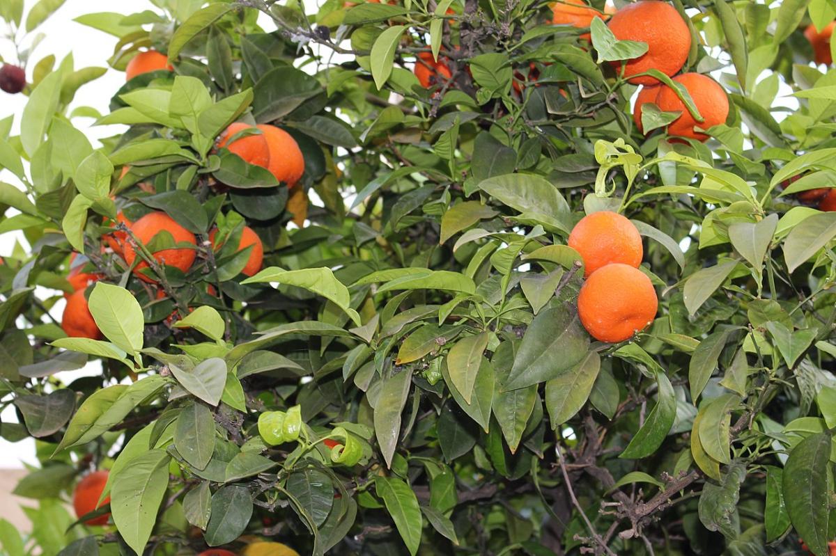 Appelsintrær kan ha fysiopatier