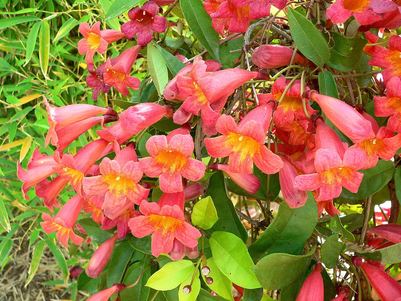 Bignonia capreolata er en plante med røde blomster