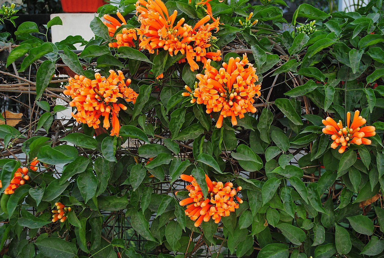 Pyrostegia venusta er en plante med oransje blomster