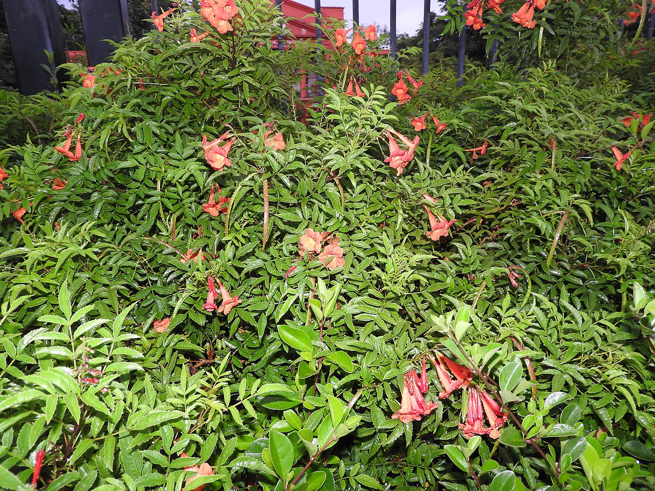 Campsis grandiflora er et vintre