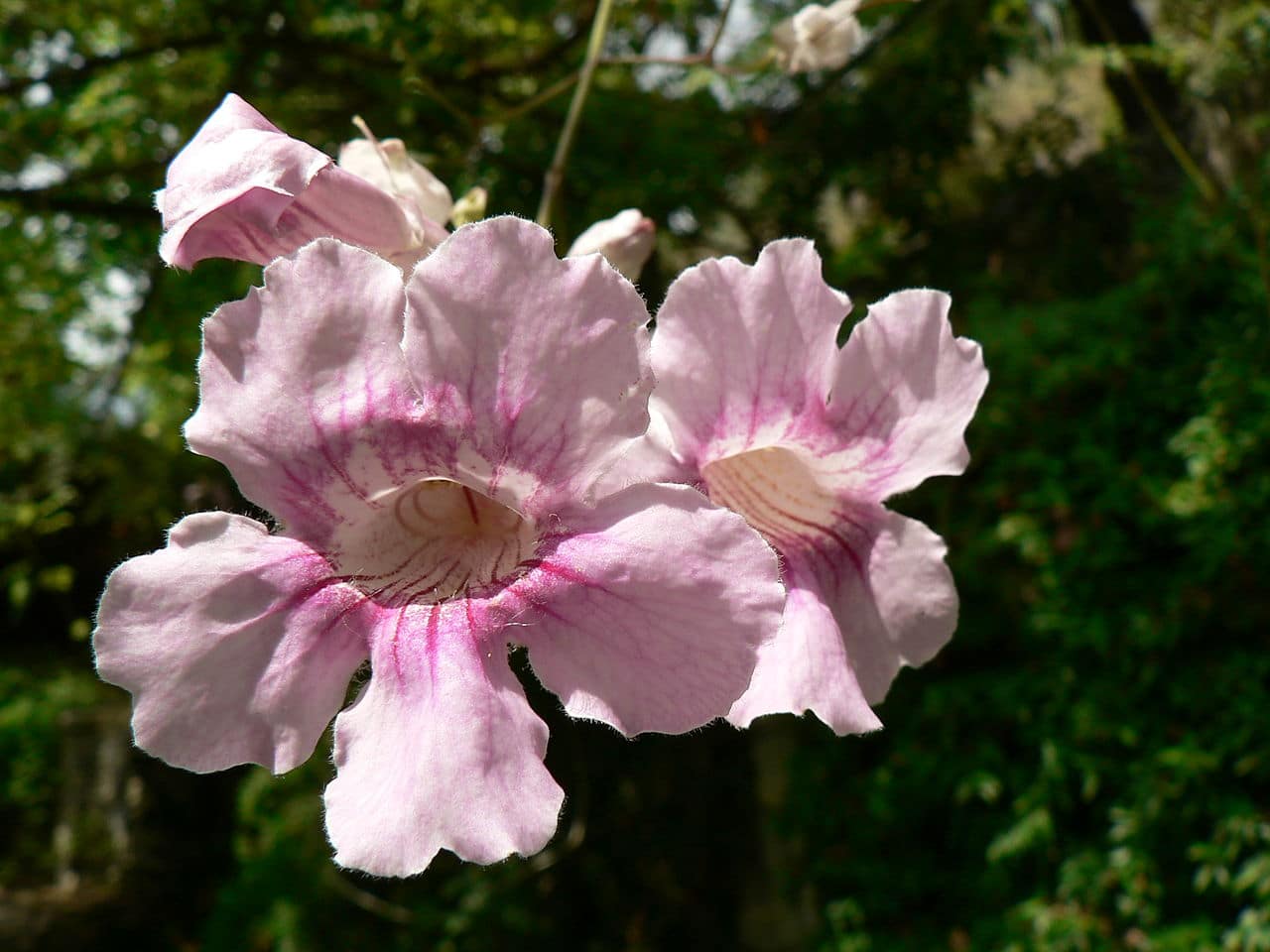 Podranea ricasoliana har rosa blomster