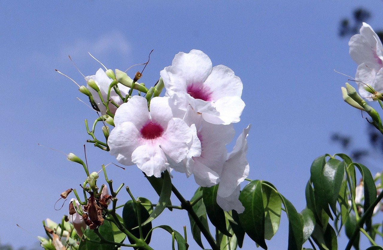 Pandorea jasminoides er en plante med hvite blomster