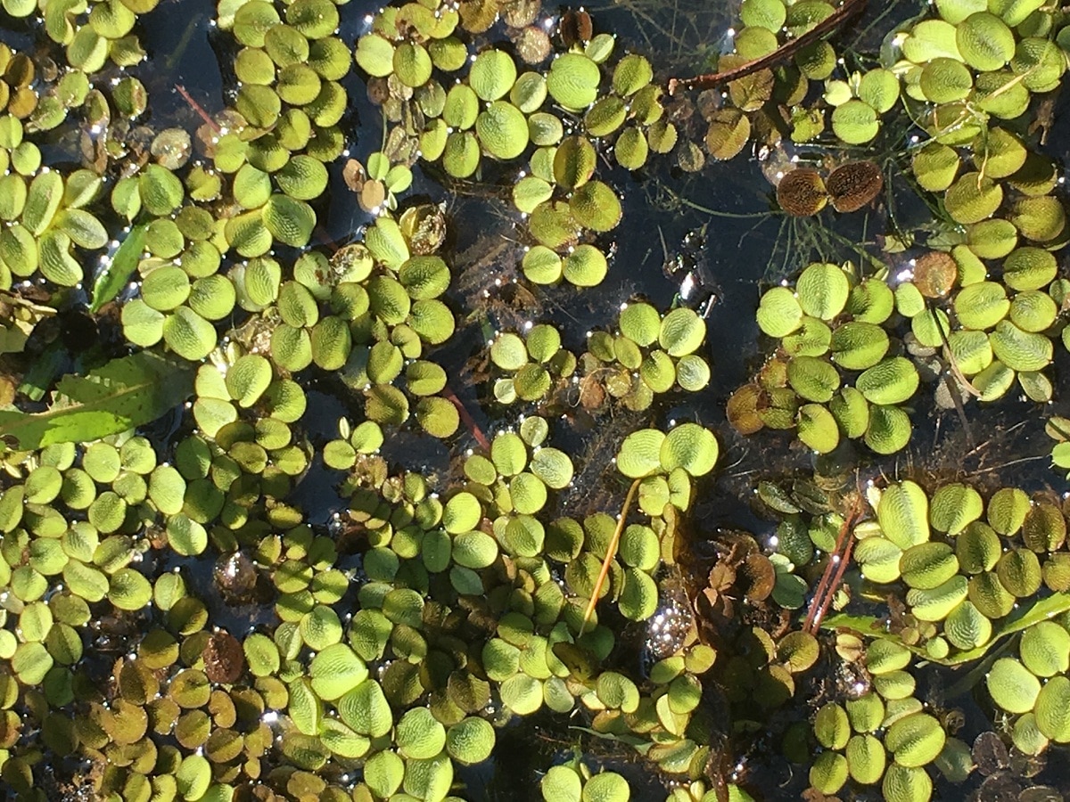 Salvinia minima i tjern