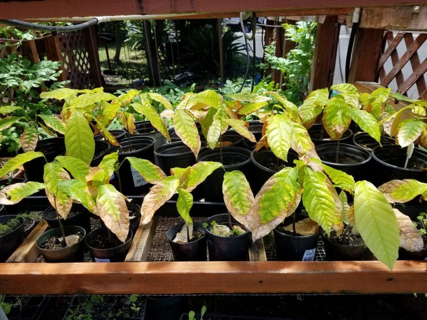 Unge kakaoplanter