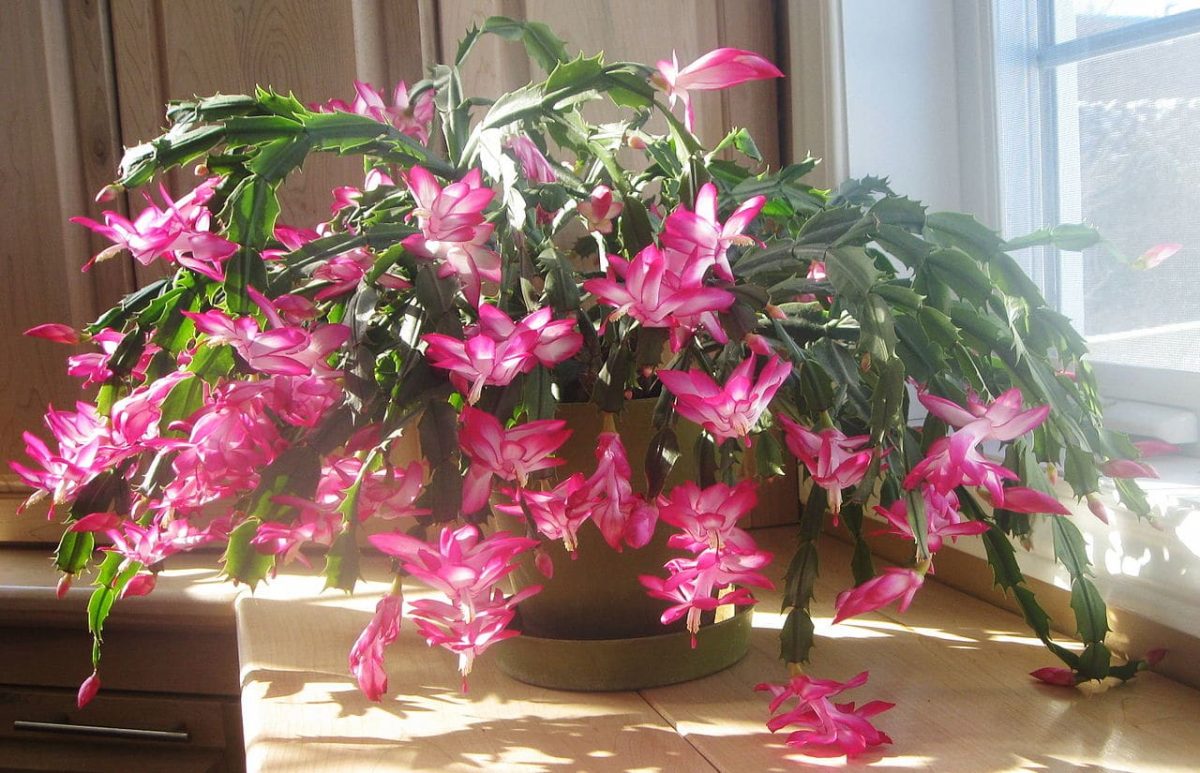 Julekaktusen er en hengende plante som vokser med god hastighet