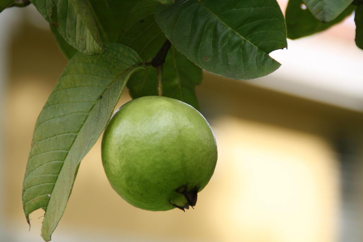 Guava er en bærlignende frukt