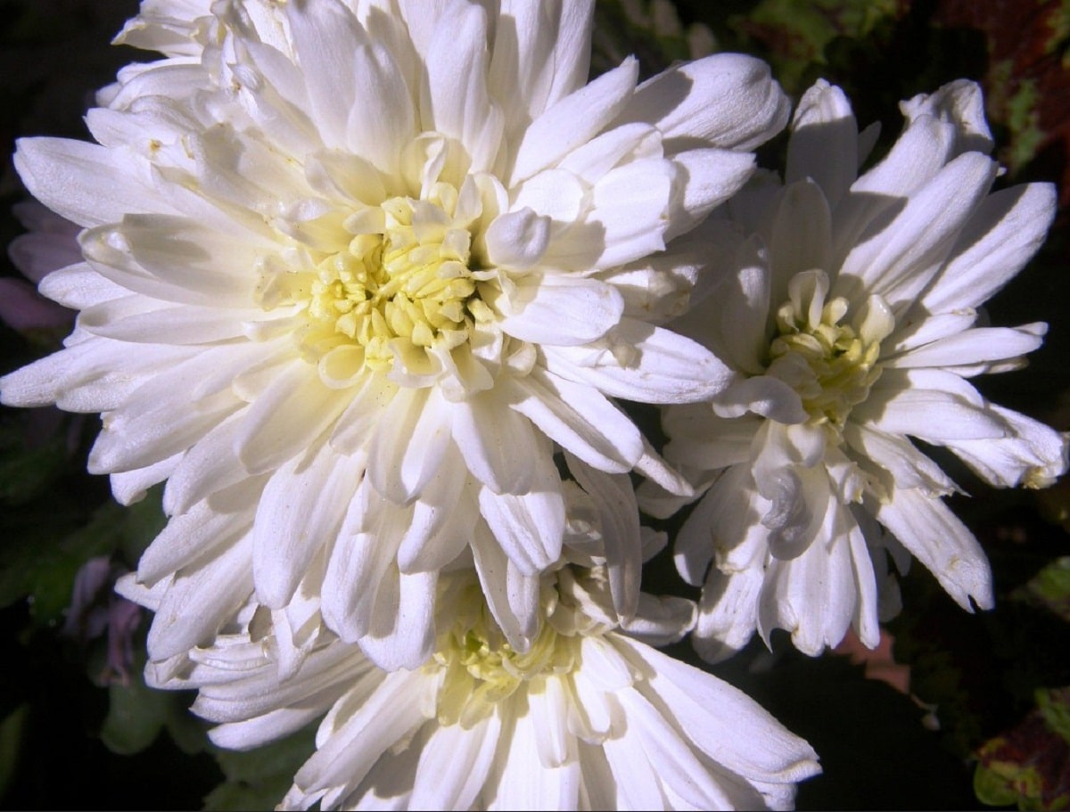 Hvite krysantemum blomstrer om høsten